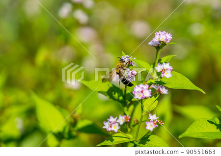 Polygonum thunbergii flowers and giant resin bees Polygonum thunbergii flowers and giant resin bees 90551663