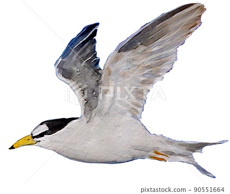 little tern little tern 90551664