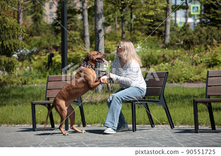 Beautiful woman with dog rhodesian ridgeback hound outdoors on a field 90551725