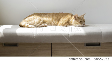 A red cat is dozing on the couch in the sun. 90552043