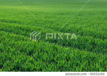 Green grassy field lwiosna. Natural green colors of grass. Green grassy field lwiosna. Natural green colors of grass. 90552260