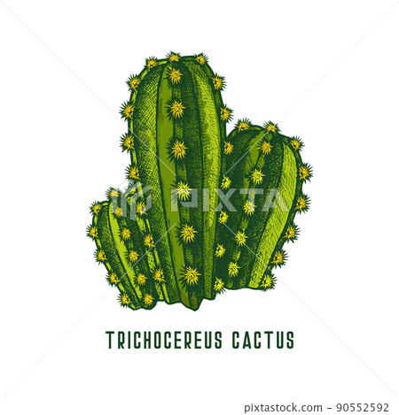 Trichocereus pachanoi or san pedro cactus icon 90552592