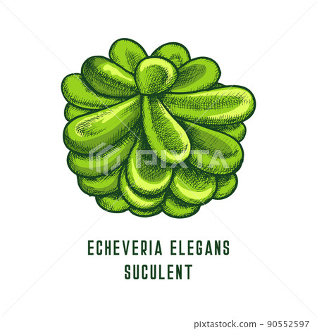 Echeveria elegans succulent, vector icon or sketch Echeveria elegans succulent, vector icon or sketch 90552597