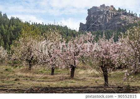 Gran Canaria, Caldera de Tejeda in February, almond trees in full bloom, Spain 90552815