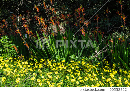 Flowers and trees in the Finca de Osorio Botanical Park near Teror, Gran Canaria Island, Spain 90552822