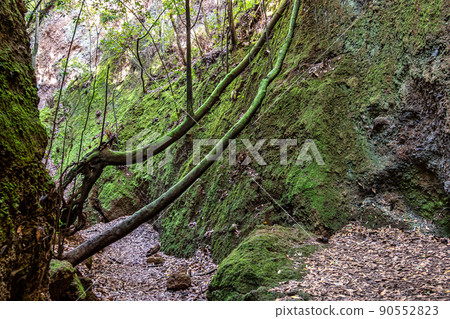Flowers and trees in the Finca de Osorio Botanical Park near Teror, Gran Canaria Island, Spain 90552823