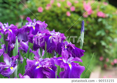 鳶尾花紫色【綠色背景】 90553155