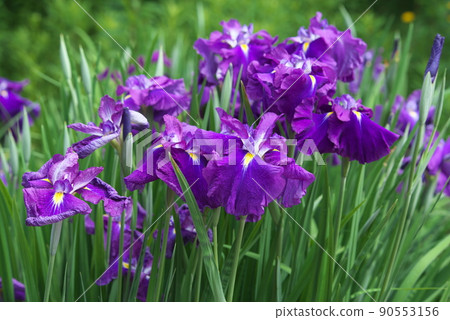 鳶尾花紫色【綠色背景】 鳶尾花紫色【綠色背景】 90553156