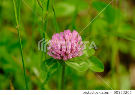 Murasakitetsukusa 90553205