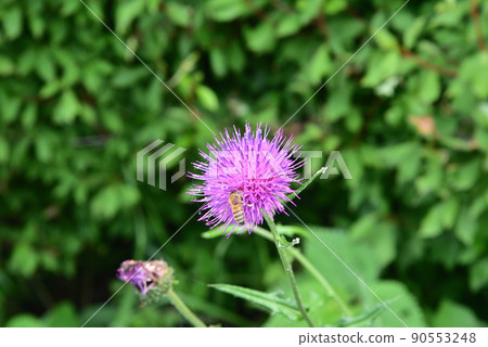 Thistle flowers blooming in Asuka village 90553248