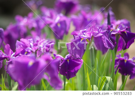 Purple flower of iris [green background] 90553283