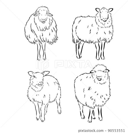 Sheep in sketch style. Vector illustration. Drawn by hand. Farm animals. Livestock 90553551