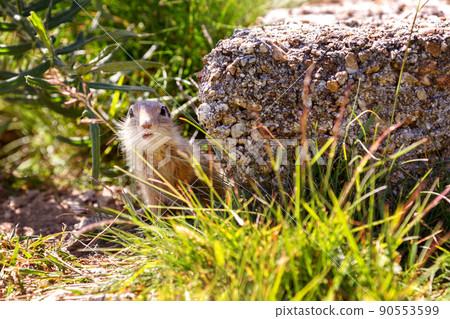 ground squirrel looking at camera, curious 90553599