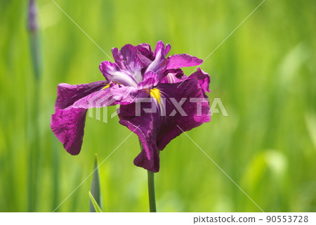 鳶尾花紅紫色【綠色背景】 90553728