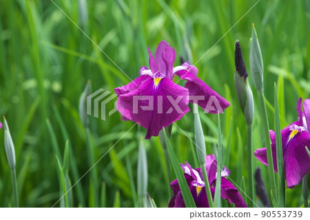 鳶尾花紅紫色【綠色背景】 90553739