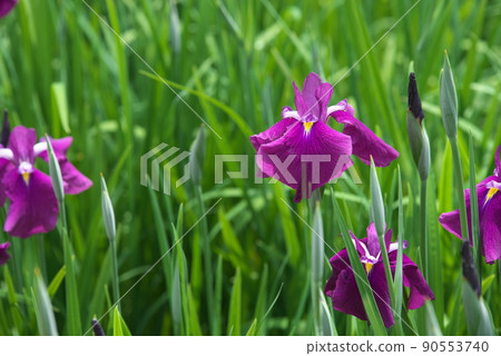 鳶尾花紅紫色【綠色背景】 90553740