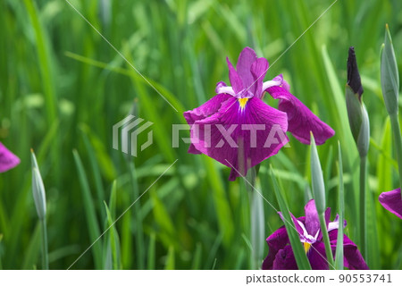 鳶尾花紅紫色【綠色背景】 90553741