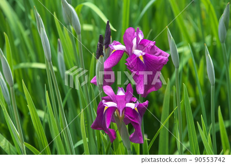 鳶尾花紅紫色【綠色背景】 90553742