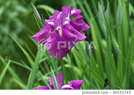 鳶尾花紅紫色【綠色背景】 鳶尾花紅紫色【綠色背景】 90553743