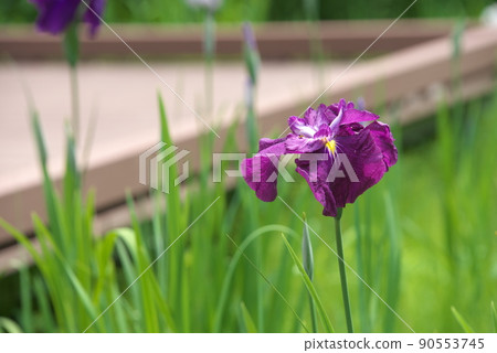 鳶尾花紅紫色【綠色背景】 鳶尾花紅紫色【綠色背景】 90553745