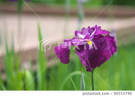 鳶尾花紅紫色【綠色背景】 90553746