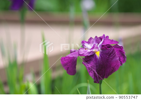 鳶尾花紅紫色【綠色背景】 90553747