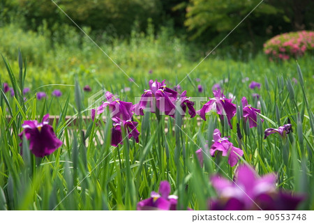 鳶尾花紅紫色【綠色背景】 90553748