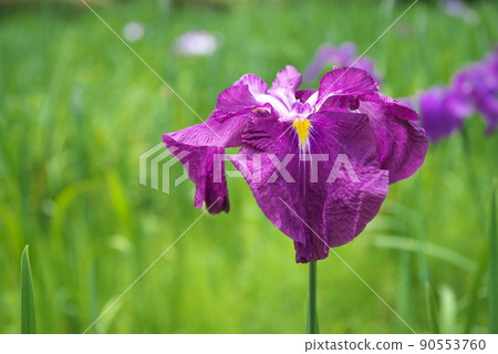 鳶尾花紅紫色【綠色背景】 90553760