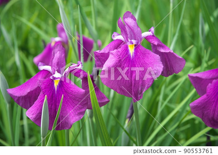 鳶尾花紅紫色【綠色背景】 90553761