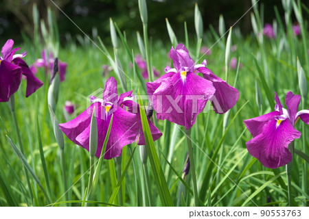 鳶尾花紅紫色【綠色背景】 鳶尾花紅紫色【綠色背景】 90553763