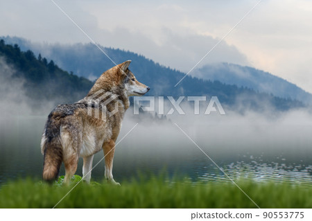 Wolf stands in the grass and looks into the distance against the backdrop of mountains 90553775