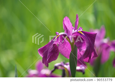 鳶尾花紅紫色【綠色背景】 90553779