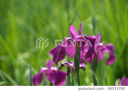 鳶尾花紅紫色【綠色背景】 90553780