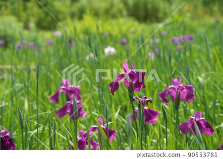 鳶尾花紅紫色【綠色背景】 90553781