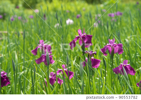 鳶尾花紅紫色【綠色背景】 90553782