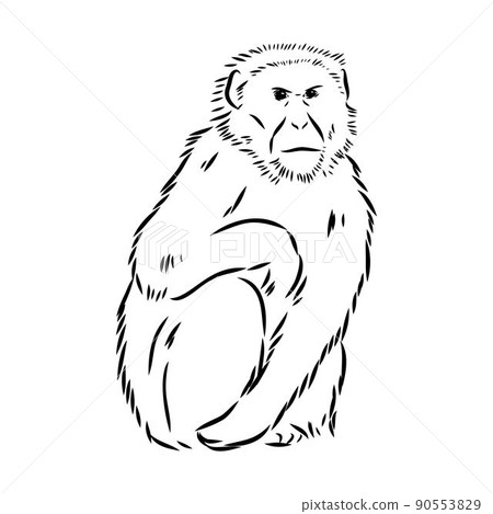 Monkey icon. Jungle macaque outline badge. Zoo animal. Vector illustration. 90553829