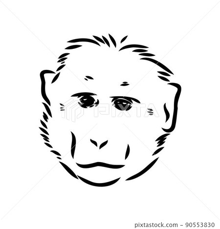 Monkey icon. Jungle macaque outline badge. Zoo animal. Vector illustration. 90553830