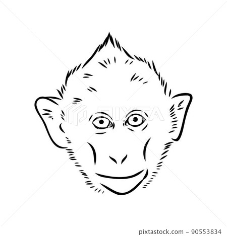 Monkey icon. Jungle macaque outline badge. Zoo animal. Vector illustration. Monkey icon. Jungle macaque outline badge. Zoo animal. Vector illustration. 90553834