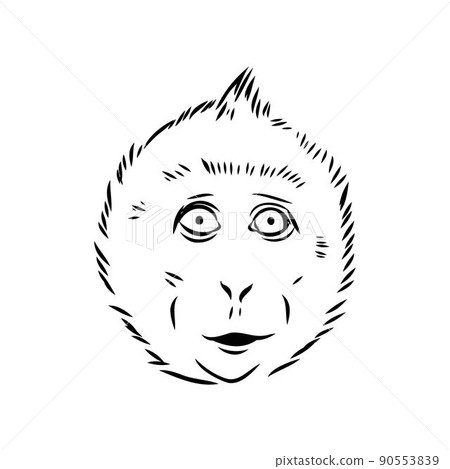 Monkey icon. Jungle macaque outline badge. Zoo animal. Vector illustration. 90553839