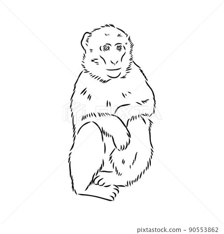 Monkey icon. Jungle macaque outline badge. Zoo animal. Vector illustration. Monkey icon. Jungle macaque outline badge. Zoo animal. Vector illustration. 90553862