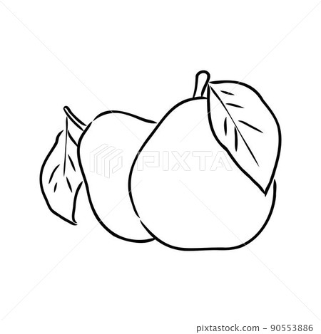 Pear Clip Art Black And White Freehand Drawn Black And White Cartoon