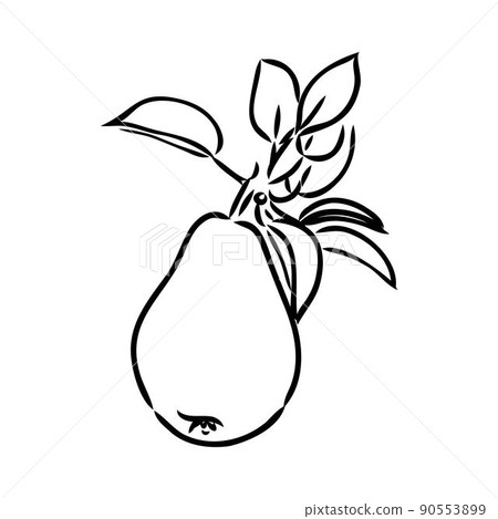 Pear Clip Art Black And White Freehand Drawn Black And White Cartoon