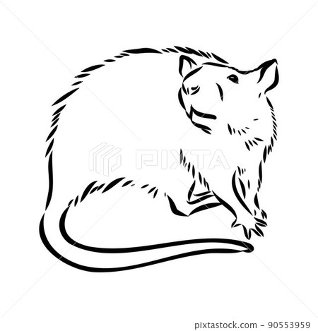 Rat sketch drawn by hand. Black and white vector illustration. 90553959