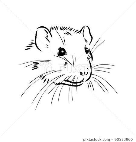Rat sketch drawn by hand. Black and white vector illustration. 90553960