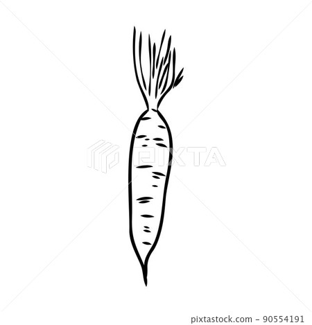 carrot line vector illustration, isolated on white background,top view 90554191
