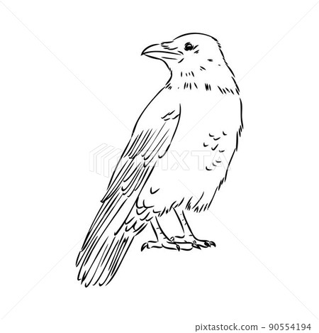 Hand-drawn black crow. Raven, bird sketch, vector illustration 90554194