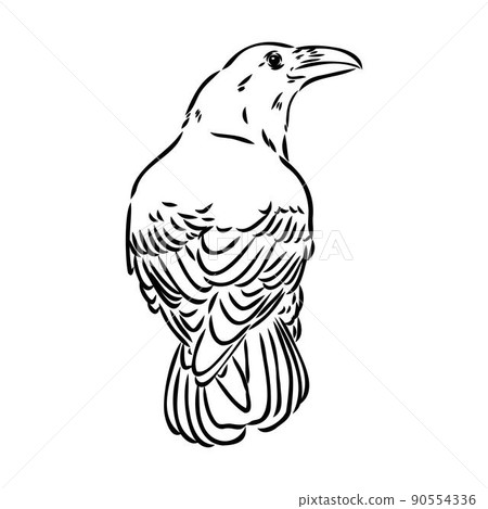 Hand-drawn black crow. Raven, bird sketch, vector illustration Hand-drawn black crow. Raven, bird sketch, vector illustration 90554336