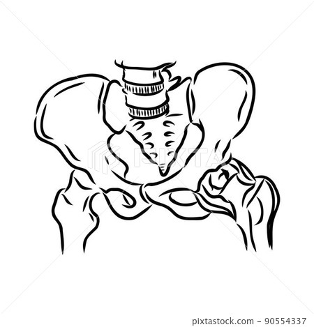 Hip Bone line icon vector illustration logo design. Hip Bone line icon vector illustration logo design. 90554337