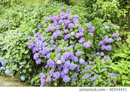 Japan's No. 1 Hydrangea Festival in Shimoda Park, Shimoda City, Shizuoka Prefecture, on the Izu Peninsula Japan's No. 1 Hydrangea Festival in Shimoda Park, Shimoda City, Shizuoka Prefecture, on the Izu Peninsula 90554451