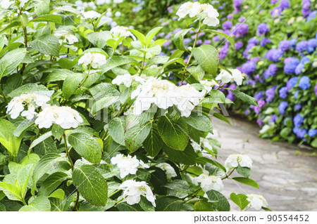 Japan's No. 1 Hydrangea Festival in Shimoda Park, Shimoda City, Shizuoka Prefecture, on the Izu Peninsula 90554452
